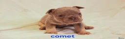 French Bulldog dogs for sale: Gorgeous French Bulldog puppies. in Filey - Advert 9