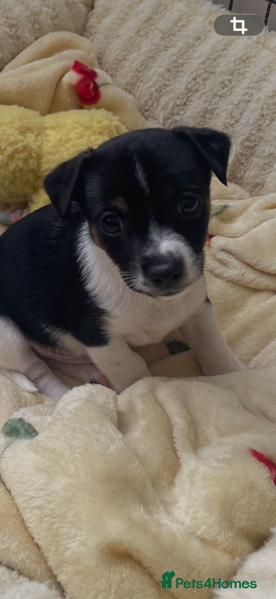 Jack Russell dogs Three male Jack Russell puppies  - Advert 7