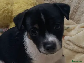 Jack Russell dogs Three male Jack Russell puppies - Advert 7