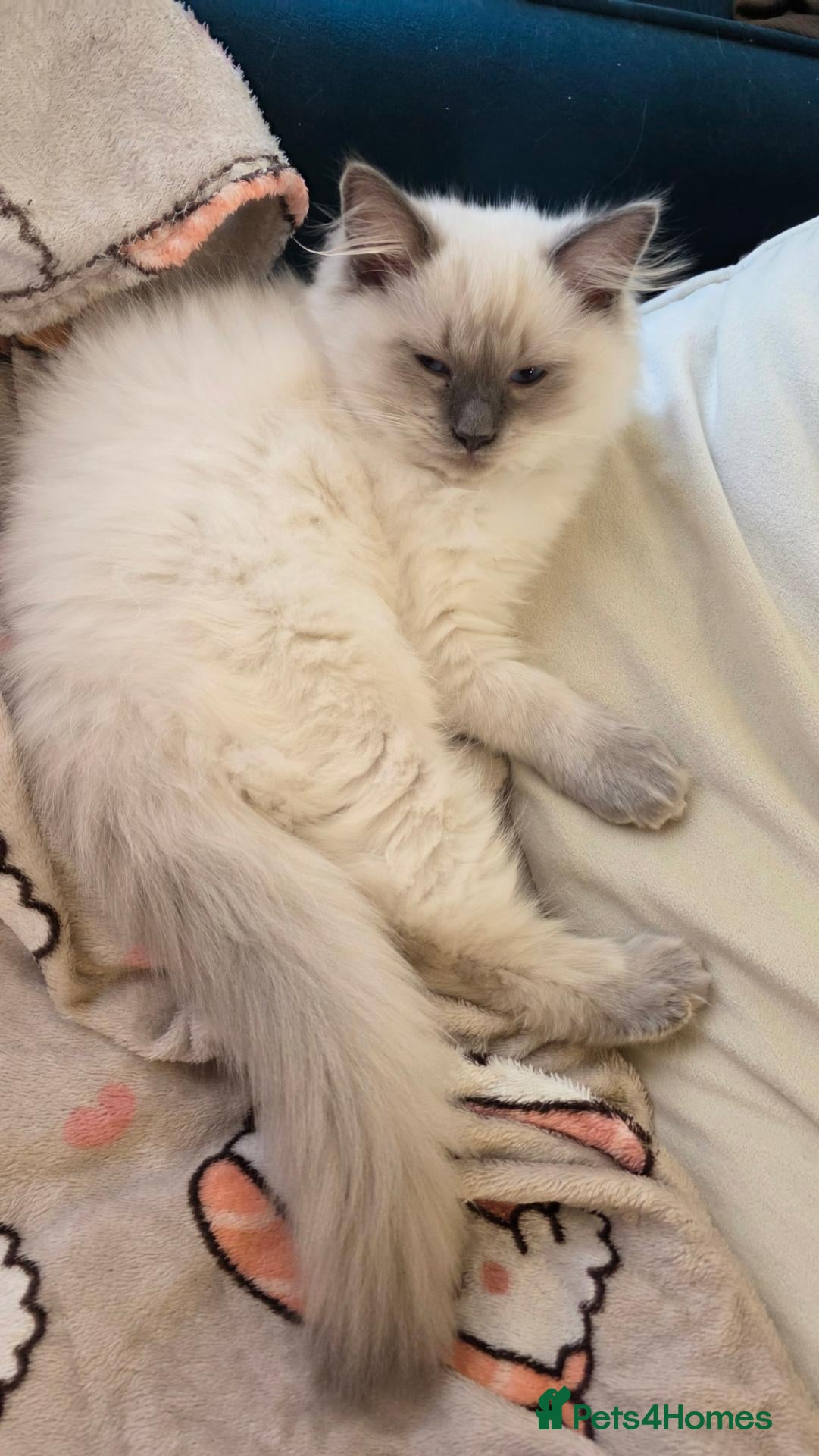 Ragdoll cats Ragdoll kittens 🐾😻 - Advert 11
