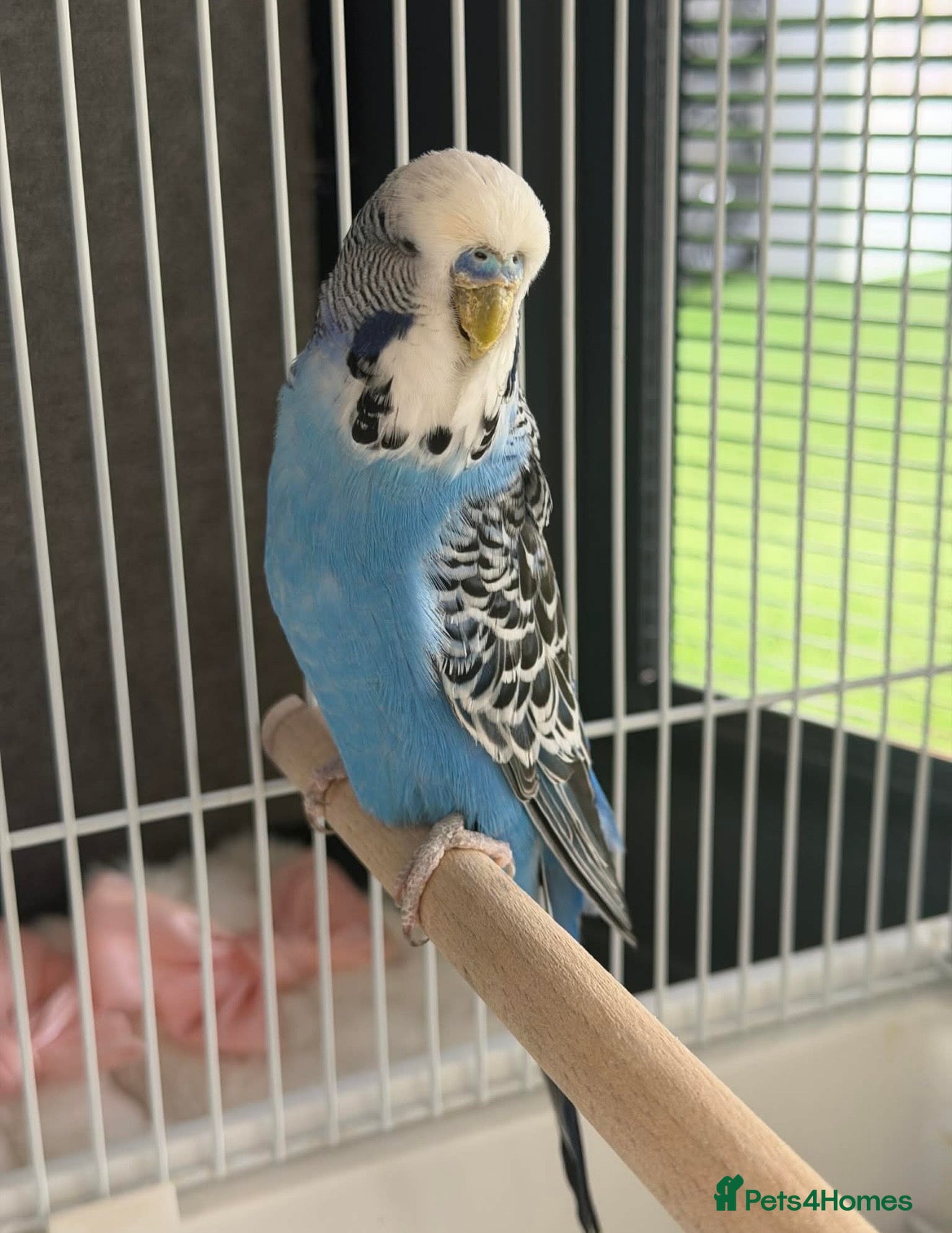 Budgerigars birds for sale: 2 Adults  - Advert 4