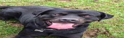 Mixed Breed dogs for stud: Lab X rottie for stud.  - Advert 1