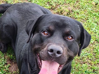 Mixed Breed dogs Lab X rottie for stud. - Advert 1