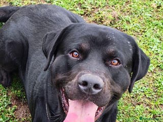 Mixed Breed dogs Lab X rottie for stud. - Advert 2