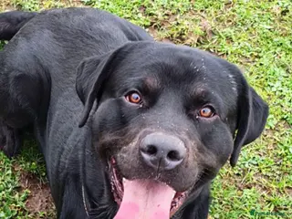 Mixed Breed dogs Lab X rottie for stud. - Advert 7