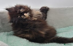 Persian cats for sale: Beautiful kittens looking for loving homes!!! in Stanford-le-Hope - Image 7