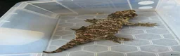Gecko reptiles for sale: CB23 nuu ana leachianus gecko  - Advert 6