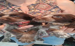 Cocker Spaniel dogs for sale: ‼️new updated photos‼️Stunning cocker spaniel Pups - Image 11