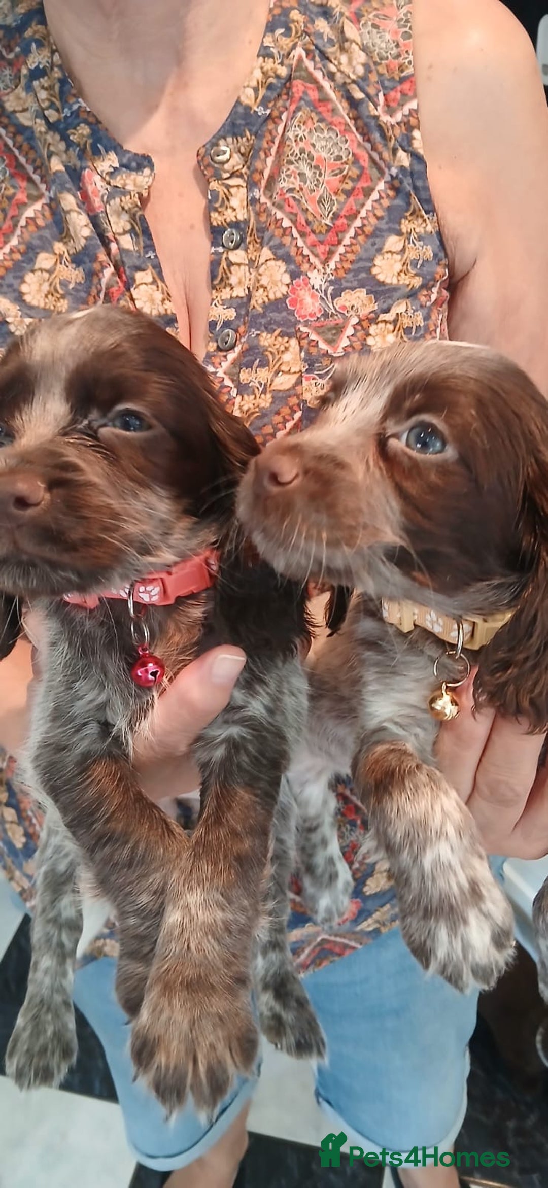 Cocker Spaniel dogs for sale: ‼️new updated photos‼️Stunning cocker spaniel Pups - Image 11