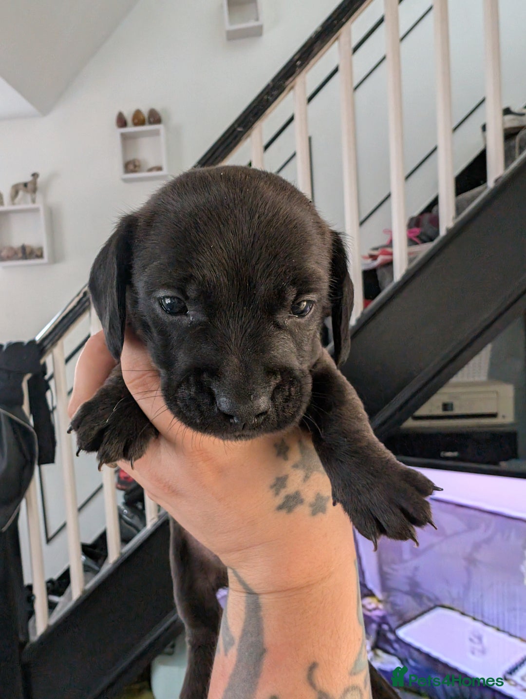 Dachshund dogs for sale: Dachshund x puppies male 2x long haired  - Image 38