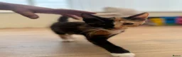 Domestic Shorthair cats for sale: Last kitten left of the litter  - Advert 4