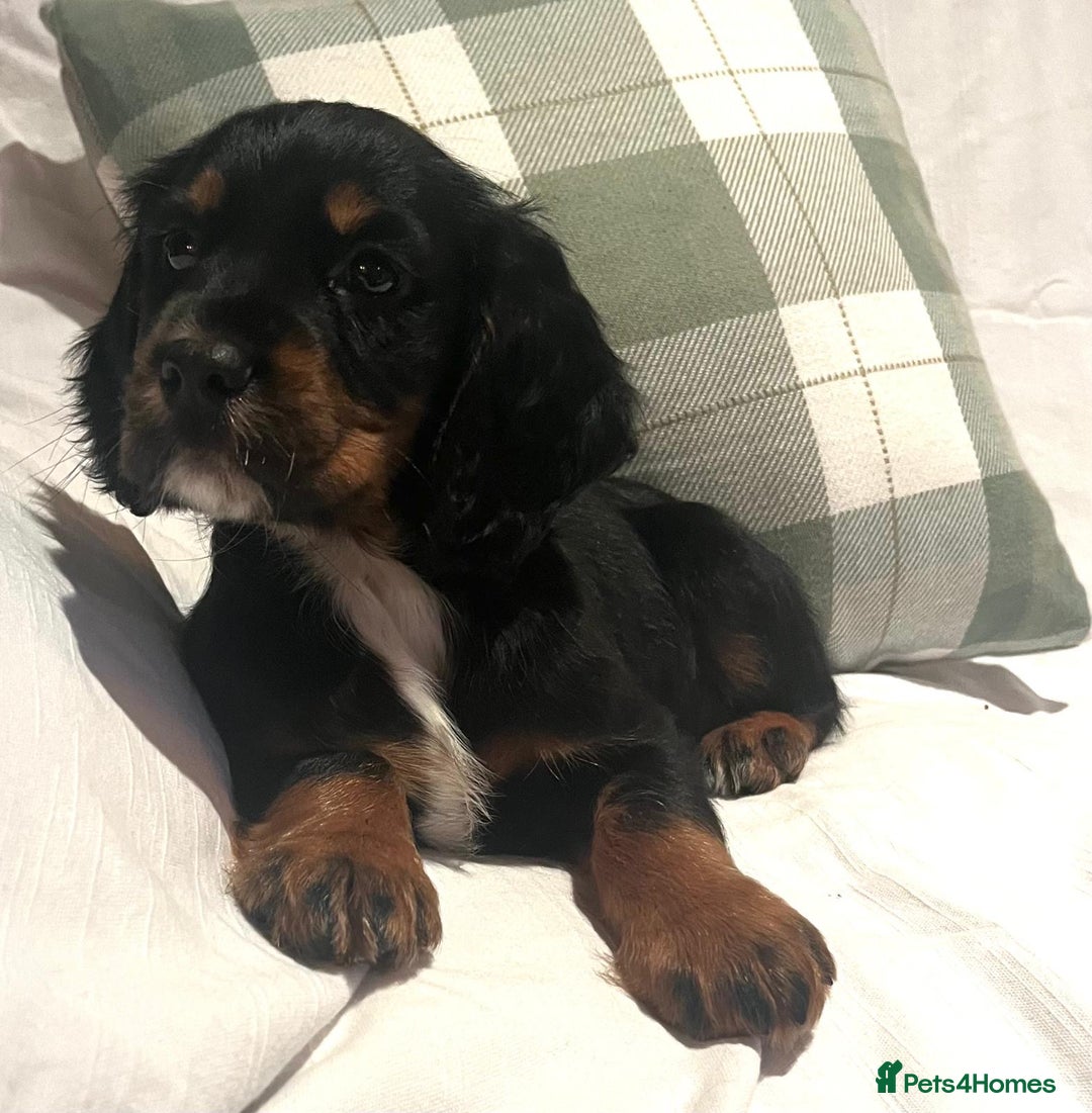 Cocker Spaniel dogs for sale: Extensively Health tested cocker spaniels Puppies  - Advert 3