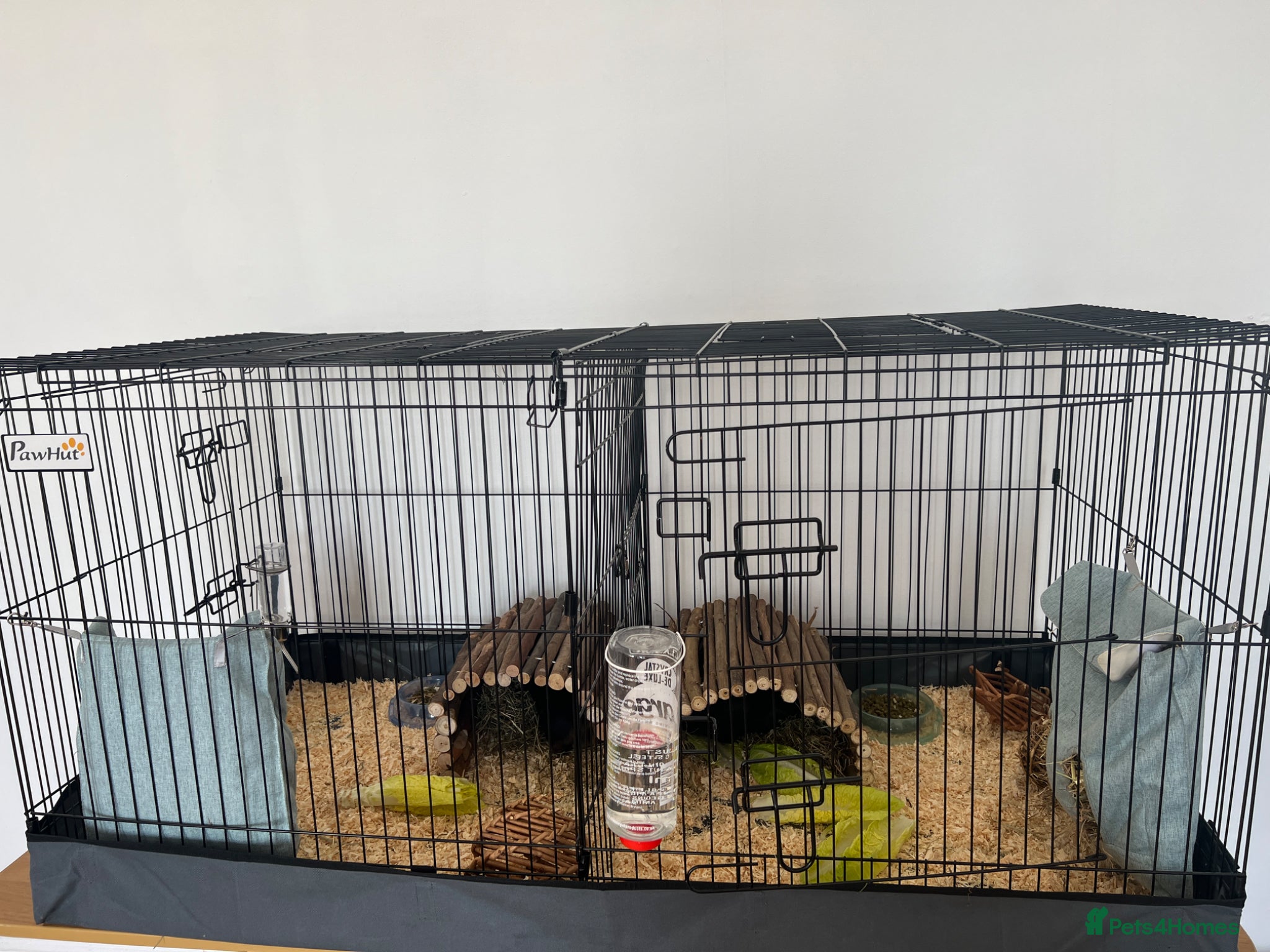 Guinea Pig rodents 2 guinea pigs with all equipment.  - Advert 1