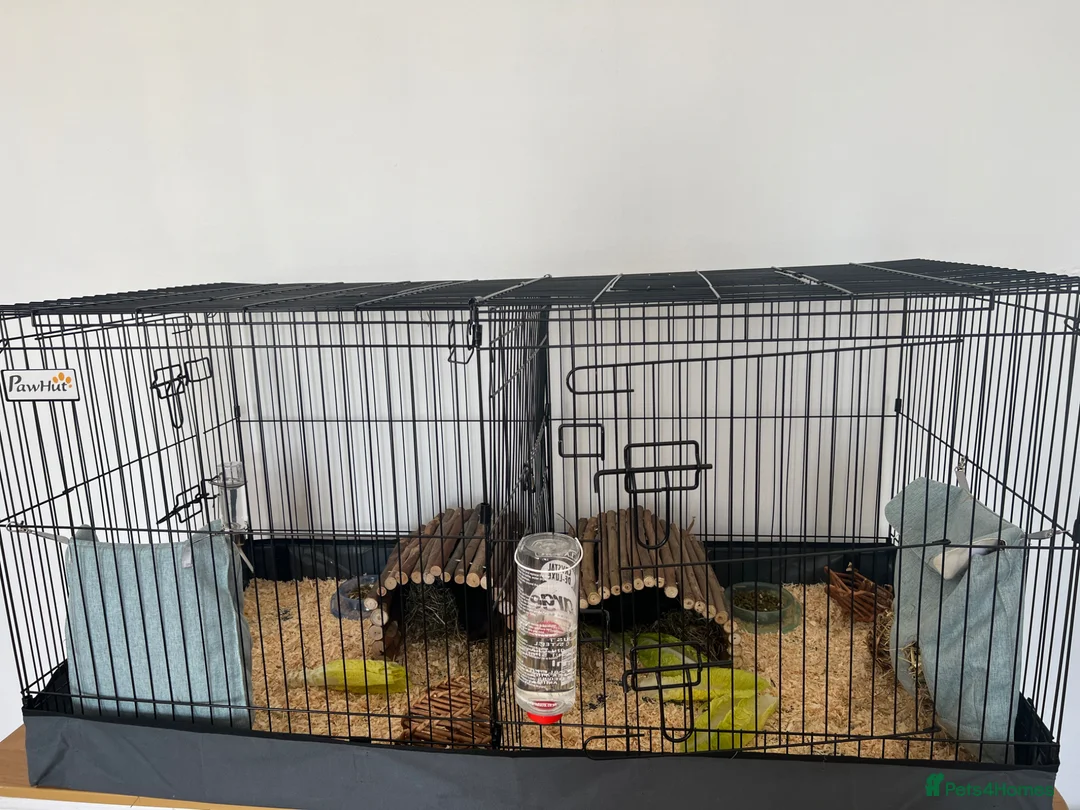 Guinea Pig rodents for sale: 2 guinea pigs with all equipment.  - Advert 1