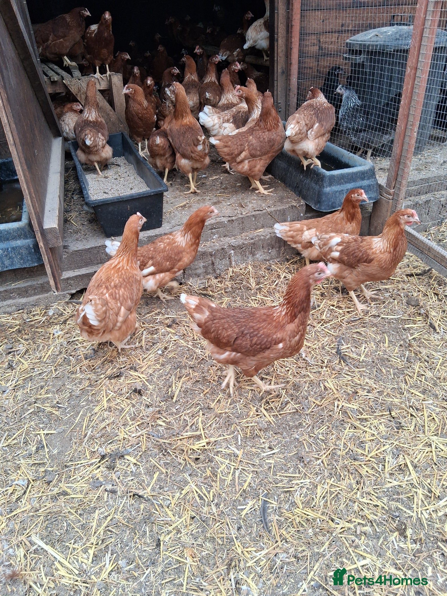 Chickens poultry Brown Warren's pullets  - Advert 1