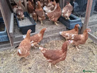 Chickens poultry for sale: Brown Warren's pullets - Advert 2