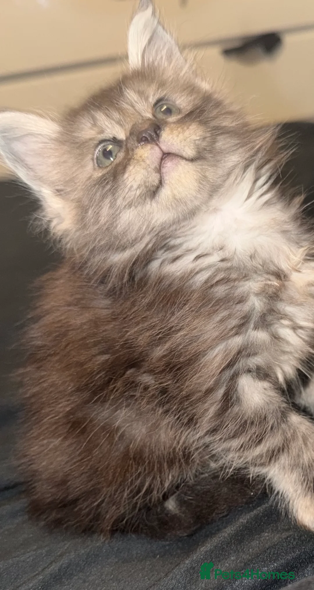 Maine Coon cats for sale: 2 beautiful mainecoon Russian line kittens  - Advert 2