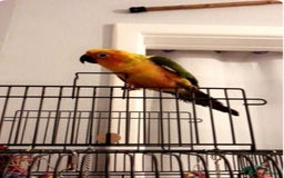 Conures birds for sale: Sun conure - Image 1