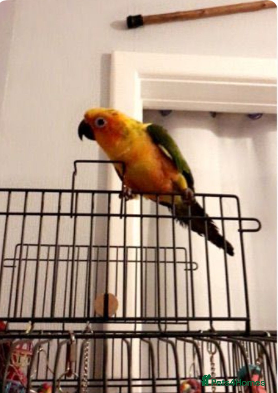 Conures birds for sale: Sun conure - Image 1