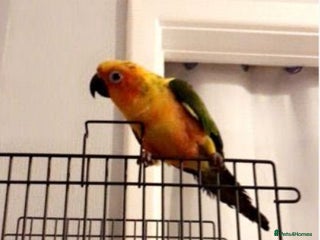 Conures birds - Advert 3