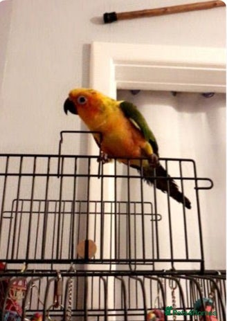 Conures birds - Advert 1