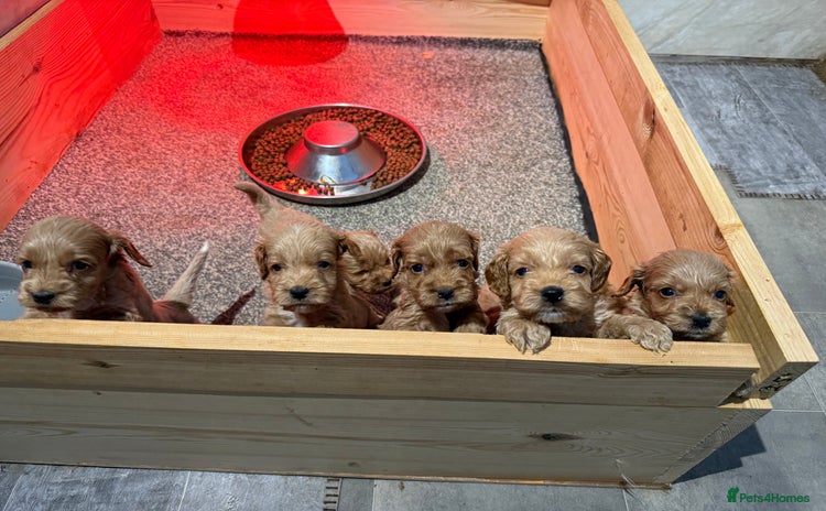 Cockapoo dogs - Advert 10