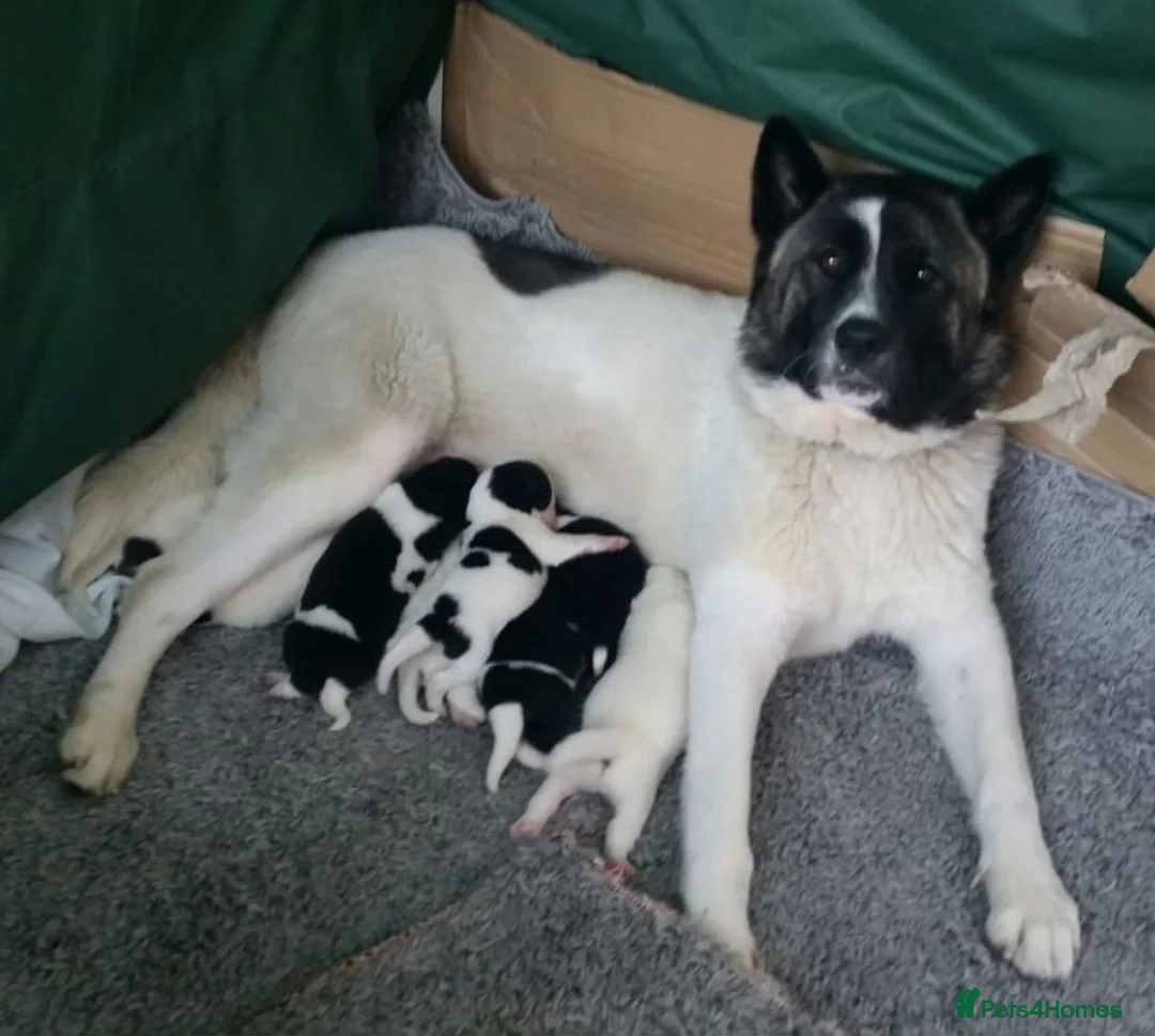 Akita dogs for sale: Akita pups in Peterlee - Advert 1