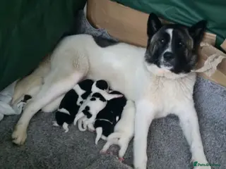 Akita dogs Akita pups in Peterlee - Advert 16