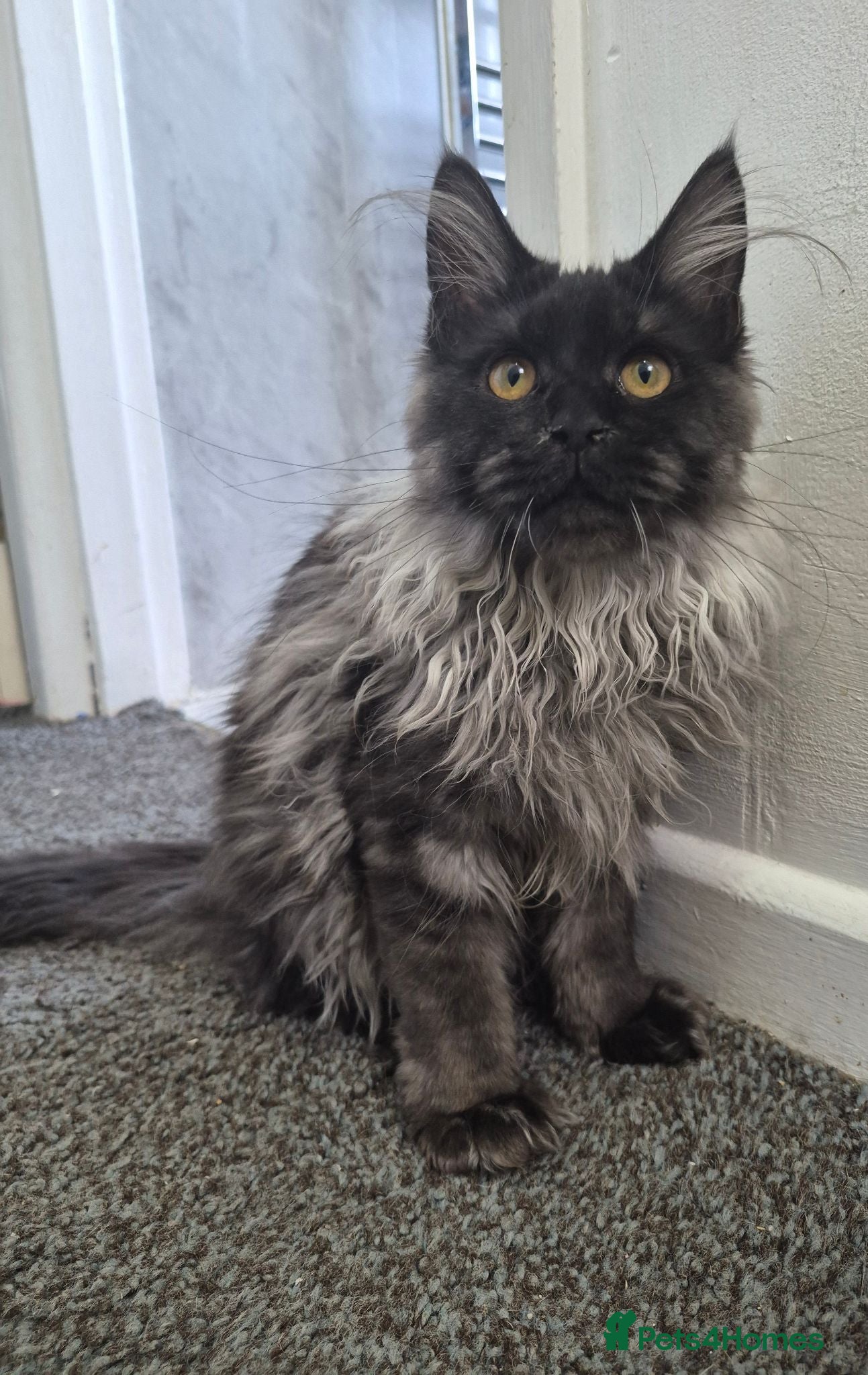 Maine Coon cats Stunning Female maine coon kitten  - Advert 15