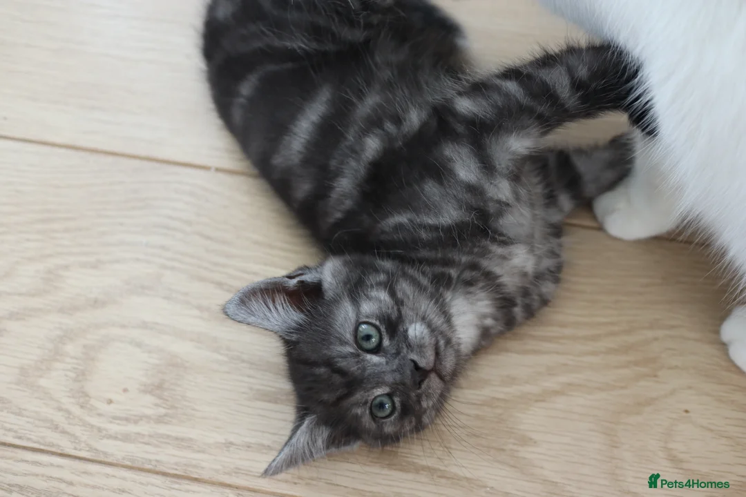 Domestic Shorthair cats for sale: Four beautiful kittens remaining - Advert 3