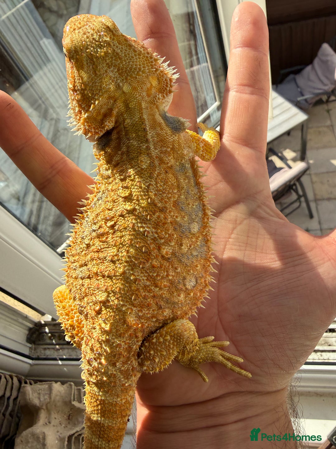 Bearded Dragon reptiles for sale: 🔥🦎🔥❤️ BEARDED DRAGON Bargain £75 ❤️🔥🦎  - Image 5