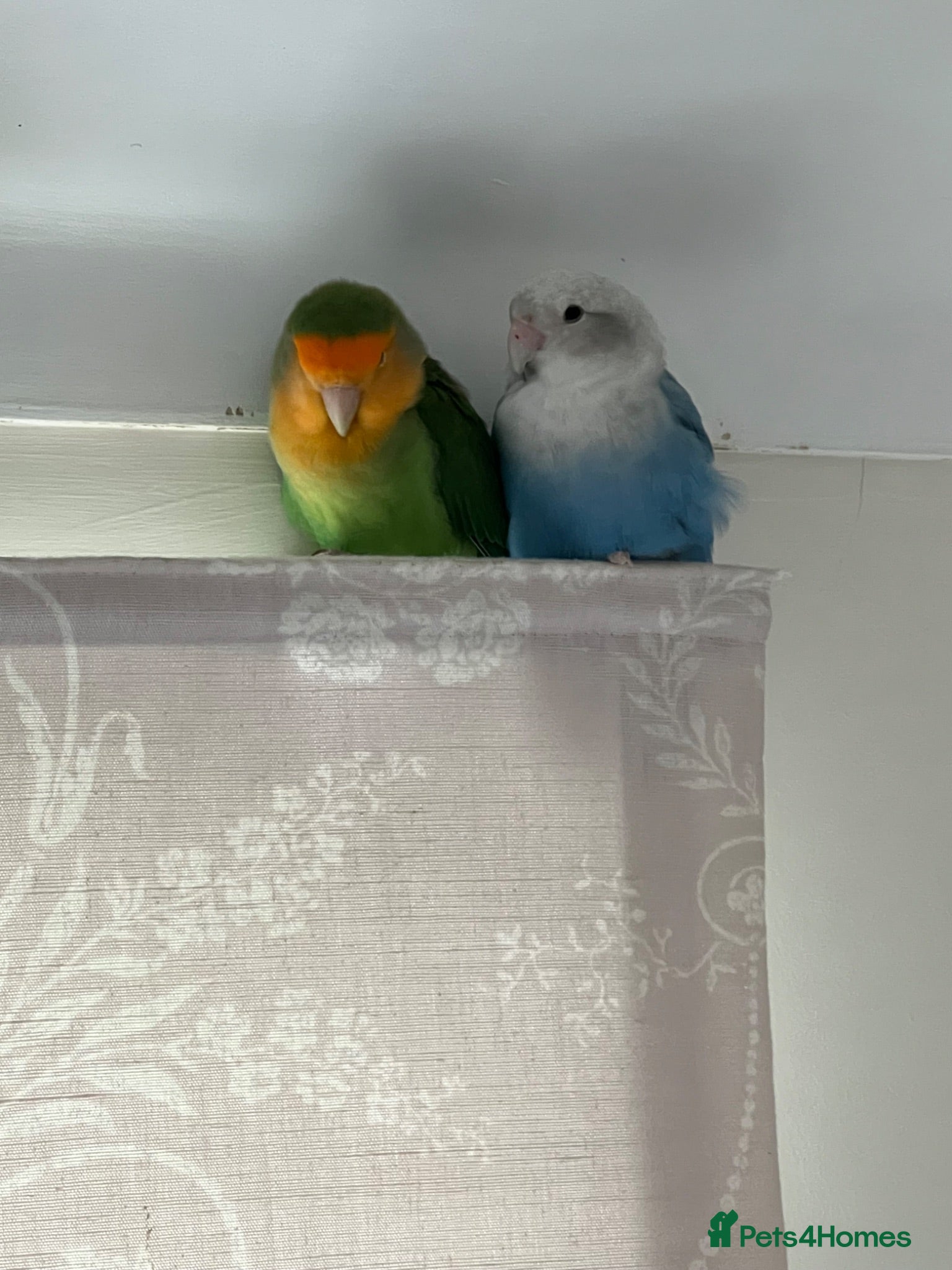 Lovebirds birds Bonded pairs of lovebirds for sale  - Advert 1