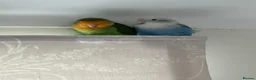 Lovebirds birds for sale: Bonded pairs of lovebirds for sale  - Advert 1