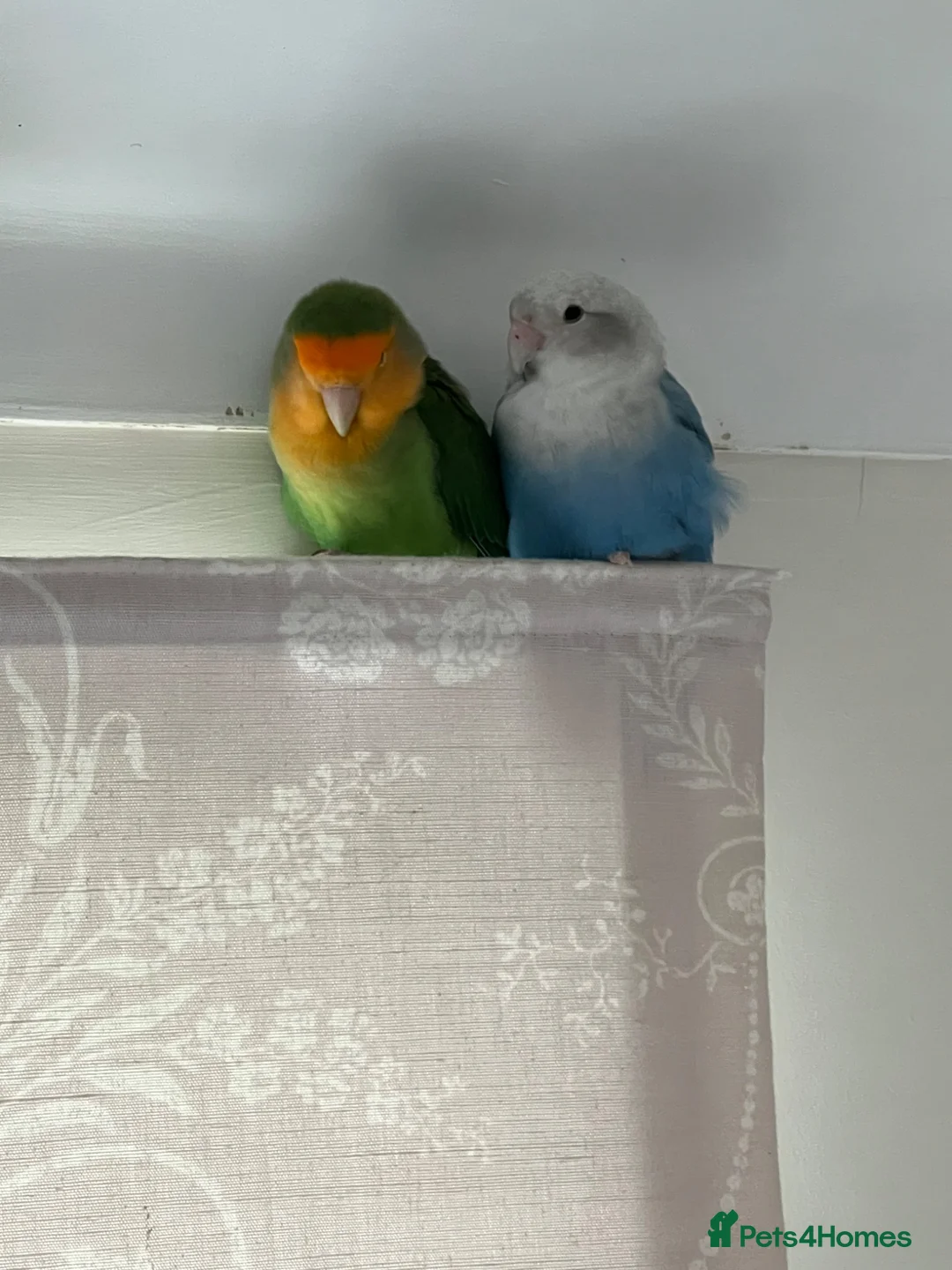 Lovebirds birds for sale: Bonded pairs of lovebirds for sale  - Advert 1