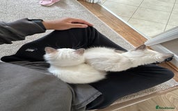 Ragdoll cats for sale: 🌸 Stunning Female Ragdoll Kitten –14 Weeks Old 🌸 - Image 3