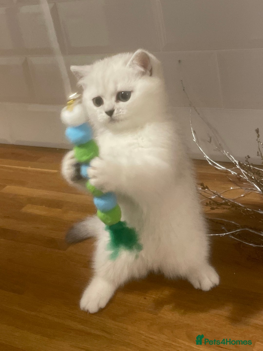 British Shorthair cats for sale: Black Tipped British Shorthair kittens - Advert 1