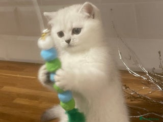 British Shorthair cats Black Tipped British Shorthair kittens - Advert 1