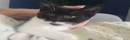 Mixed Breed cats for sale: 2 beautiful female kittens - Advert 4