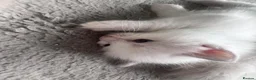 Ragdoll cats for sale: Gorgeous Ragdoll kittens for sale - Advert 26