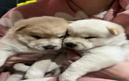 Siberian Husky dogs for sale: 3 fluffy chowski’s  - Advert 17