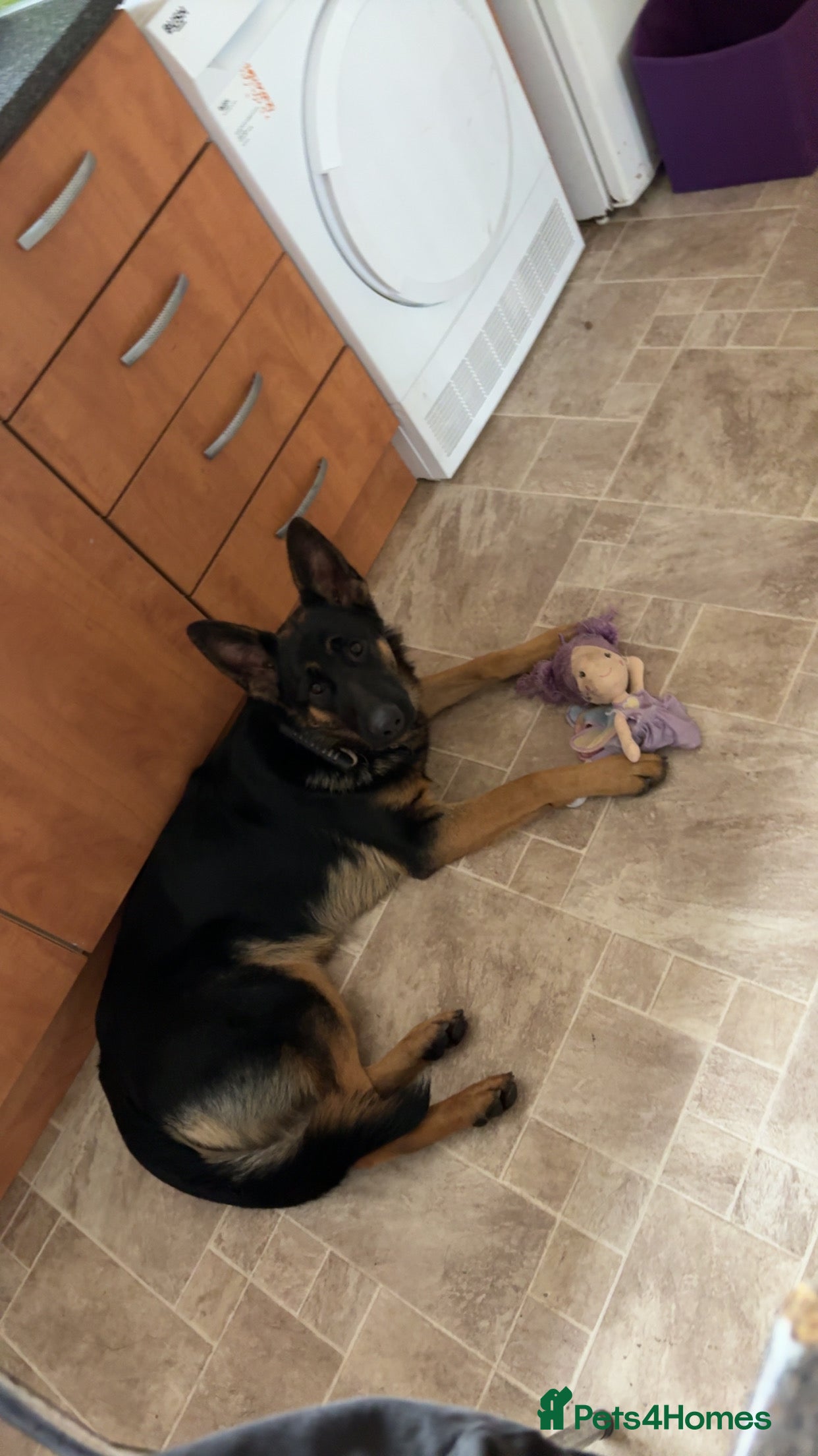 German Shepherd dogs German shepherd  - Advert 1