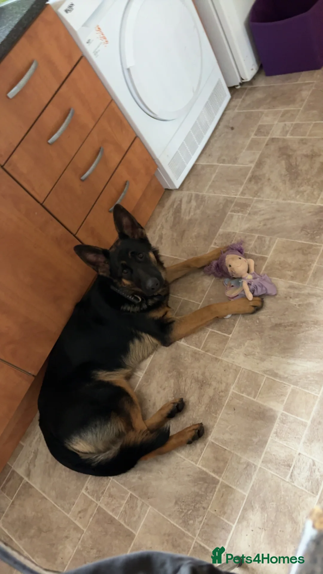 German Shepherd dogs for sale: German shepherd  - Advert 1