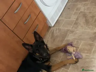 German Shepherd dogs German shepherd - Advert 2