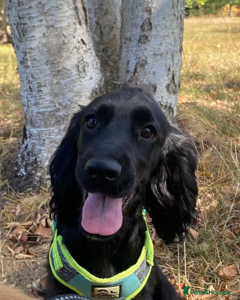 Cocker Spaniel dogs Beautiful Cocker Spaniels  for sale - Advert 2
