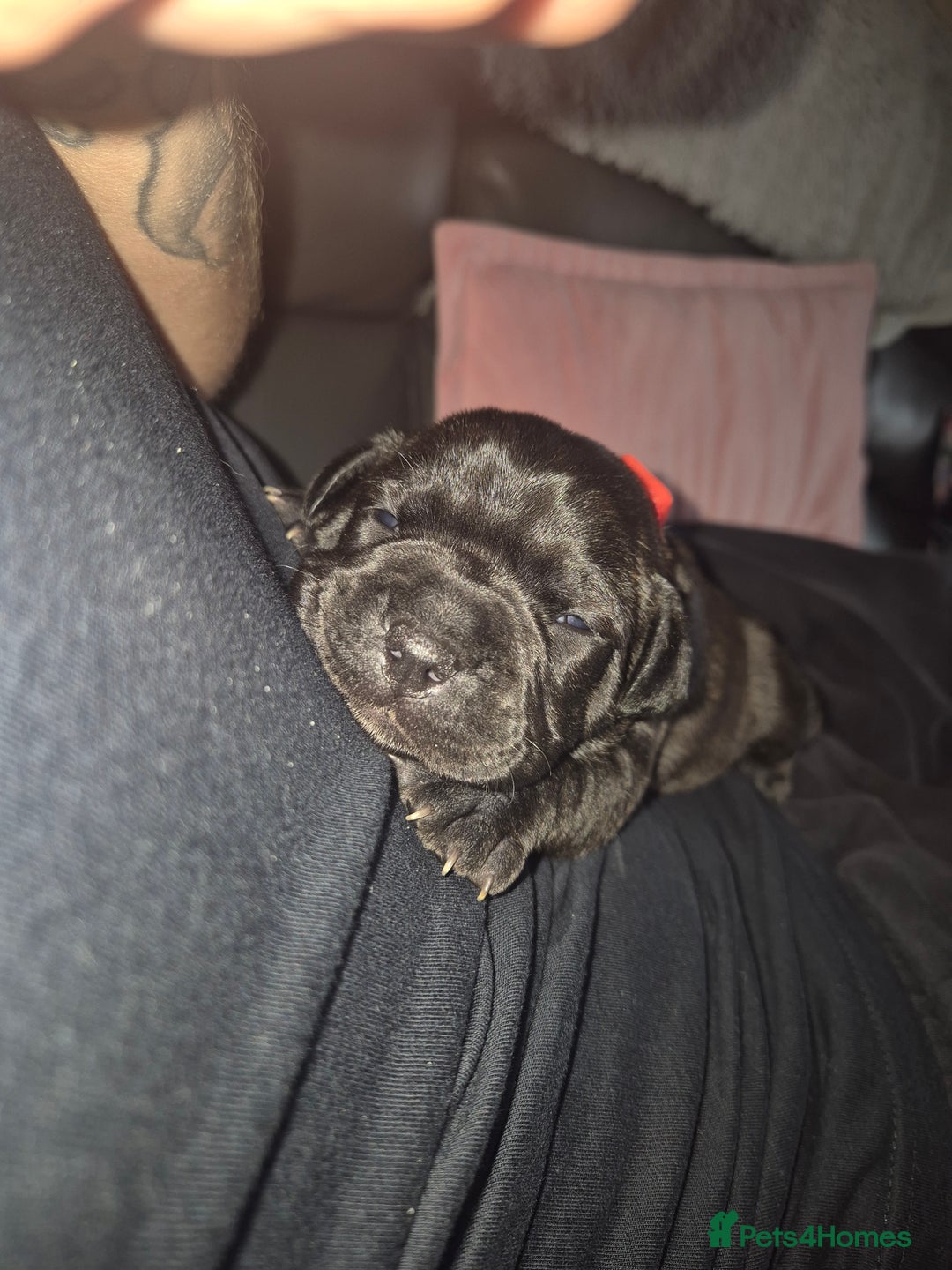 Staffordshire Bull Terrier dogs for sale: 2 female staffies  - Image 13