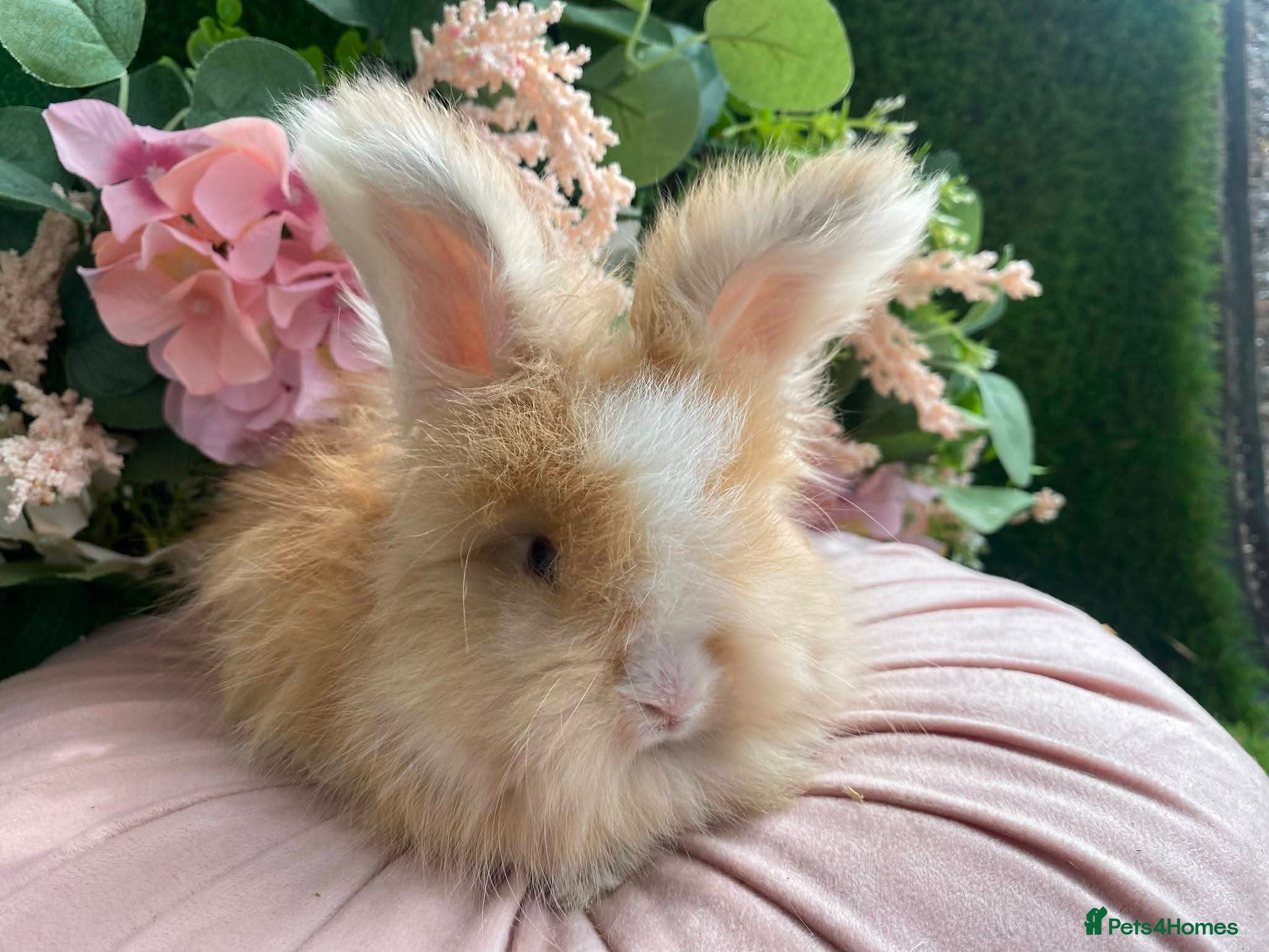 Angora rabbits Baby angoras - Advert 18