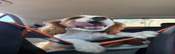 Cavalier King Charles Spaniel dogs for sale: Absolutely beautiful King Charles Cavalier puppies - Advert 9