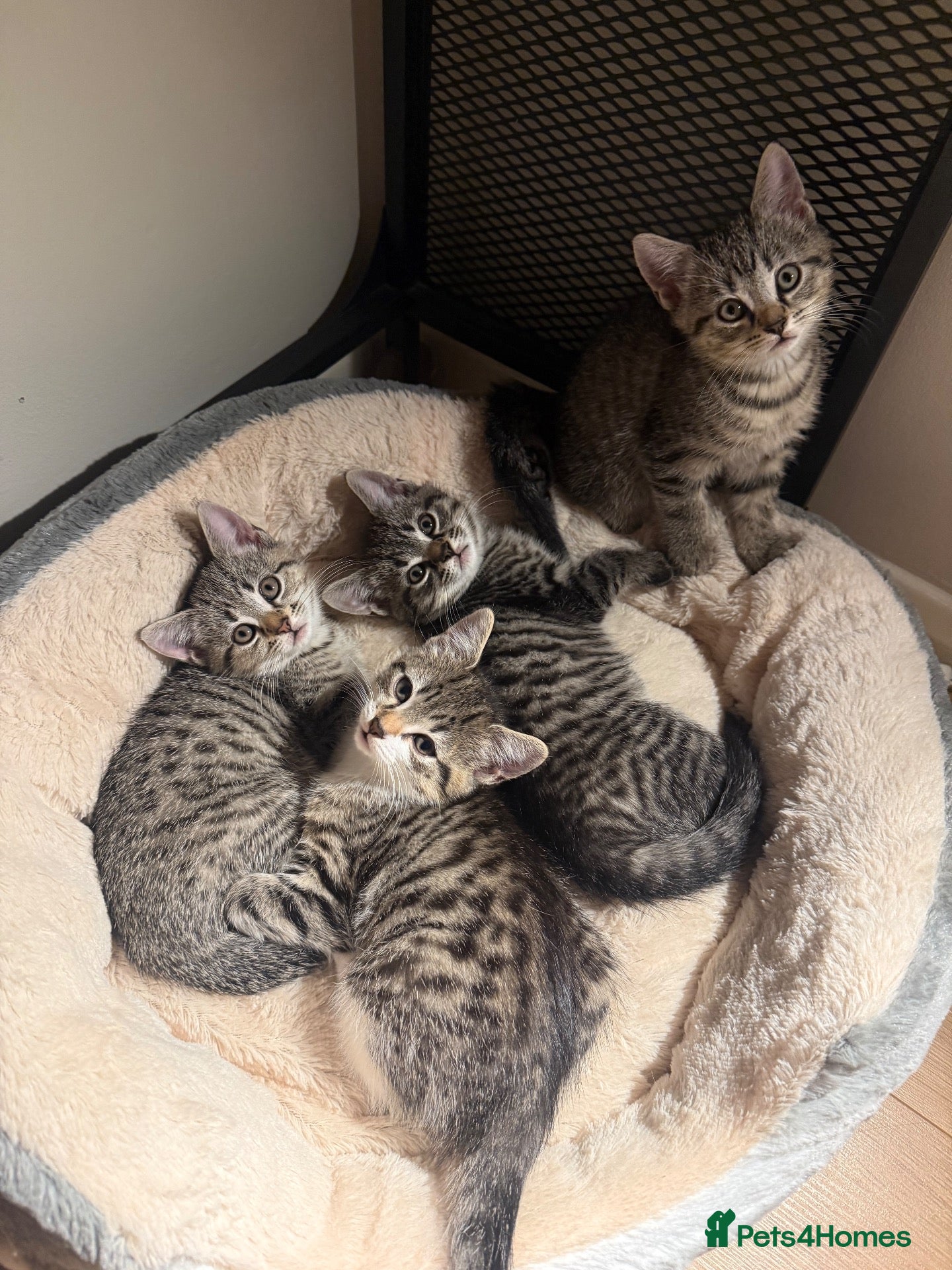 Mixed Breed cats Cat sale - Advert 1