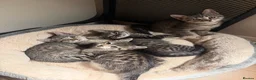 Mixed Breed cats for sale: Cat sale in Northolt - Advert 1