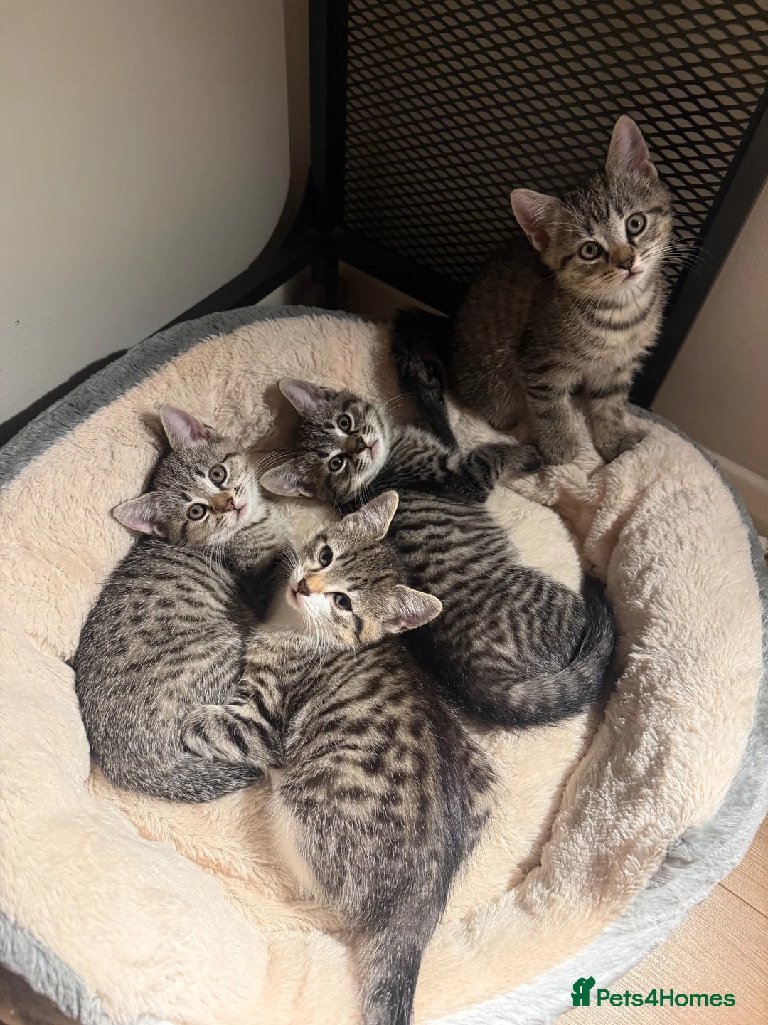 Mixed Breed cats for sale: Cat sale in Northolt - Advert 1
